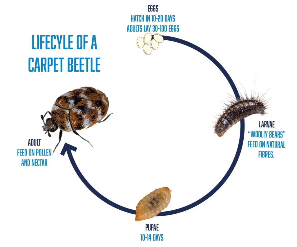 how to get rid of carpet beetles